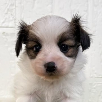 パピヨン【徳島県・男の子・2025年10月16日・ホワイト&ブラウン】の写真「可愛い男の子です♡」