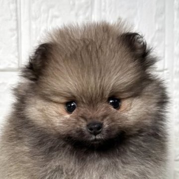 ポメラニアン【徳島県・女の子・2025年10月1日・ウルフセーブル】の写真「チャオリア血統のモフモフお姫様♡」
