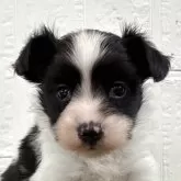 パピヨン