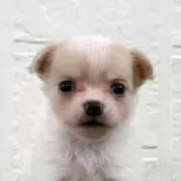 チワワ(ロング)