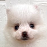ポメラニアン