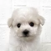 ビションフリーゼ