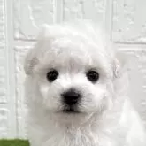 ビションフリーゼ