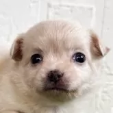 チワワ(ロング)