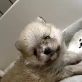 ポメラニアン