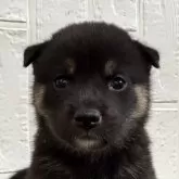 柴犬(標準サイズ)