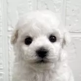 ビションフリーゼ