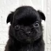 チワワ(ロング)