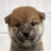 柴犬(標準サイズ)