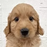 ゴールデンドゥードル(ゴールデンレトリバー×プードル)【徳島県・女の子・2025年6月3日・レッド】の写真1