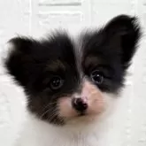 パピヨン