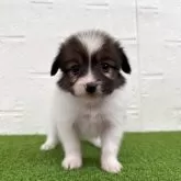 パピヨン【徳島県・男の子・2025年9月18日・ホワイト&ブラウン】の写真2