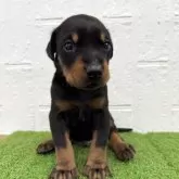 ドーベルマン【徳島県・男の子・2025年10月1日・ブラック&タン】の写真4