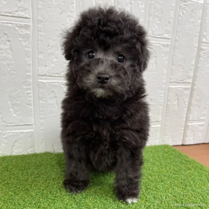 ID：2302-00858の子犬