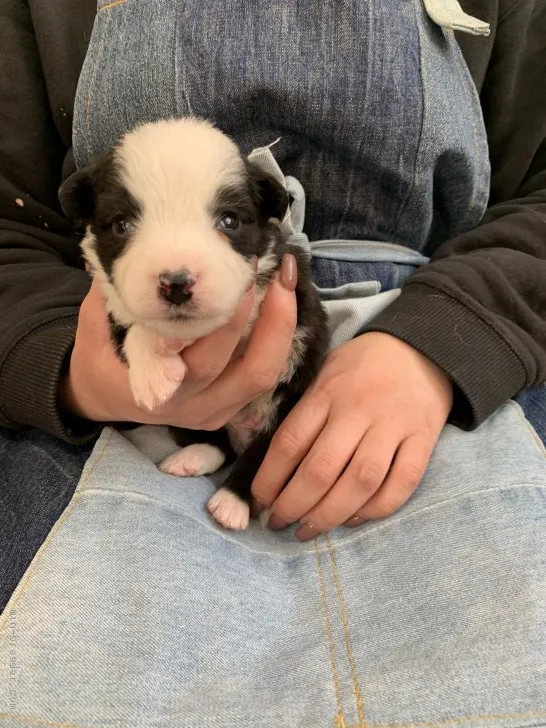 ID:2104-00375の子犬