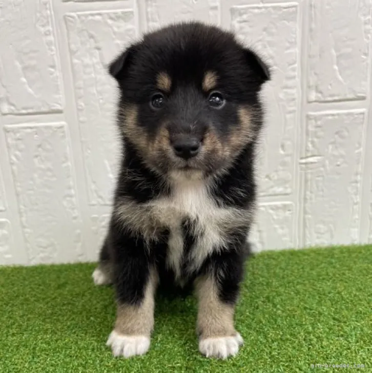 ID：2308-02167の子犬