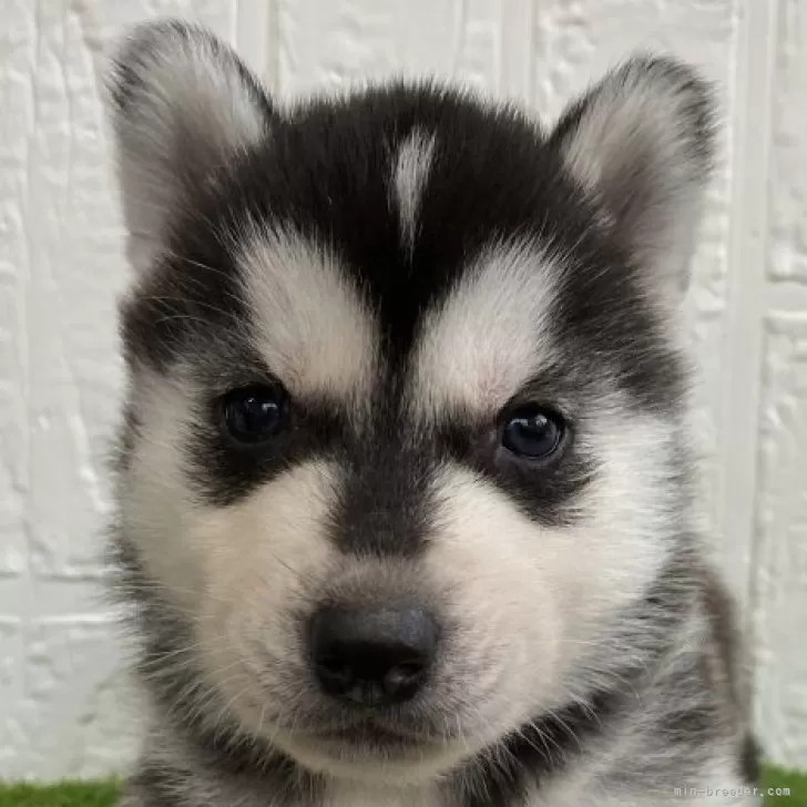 ID:2401-05169の子犬