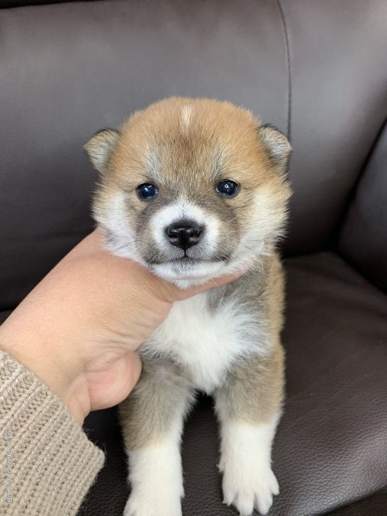 柴犬 徳島県 女の子 年11月19日 赤 小ぶりの珍しい模様の女の子 みんなのブリーダー 子犬id 12 091 柴犬 徳島県 女の子 年11月19日 赤 小ぶりの珍しい模様の女の子 みんなのブリーダー 子犬id 12 091