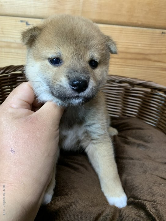 柴犬 徳島県 男の子 21年1月6日 赤 可愛すぎる男子 みんなのブリーダー 子犬id 2102 柴犬 徳島県 男の子 21年1月6日 赤 可愛すぎる男子 みんなのブリーダー 子犬id 2102