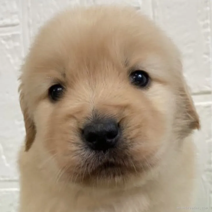 ID:2312-00502の子犬