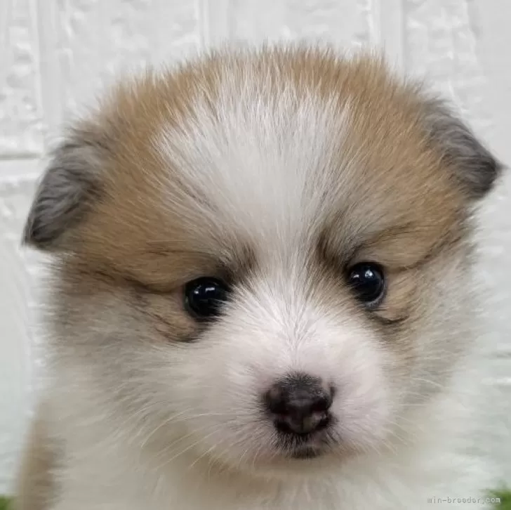 ID：2405-05190の子犬