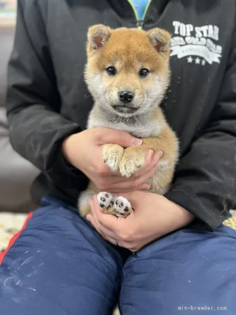 きいぽ 様のお迎えした子犬
