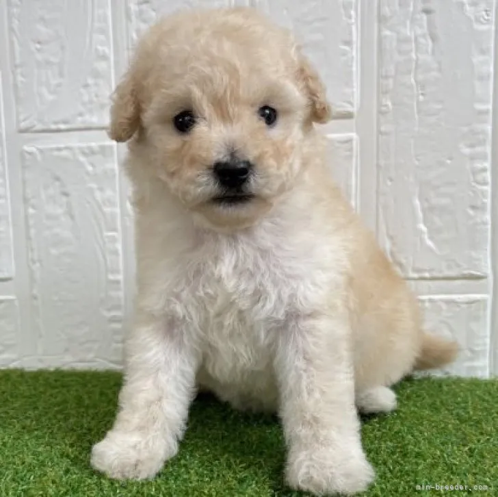 ID：2306-05401の子犬