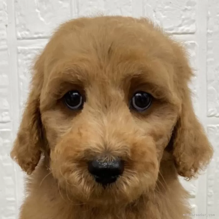 ID：2408-02916の子犬