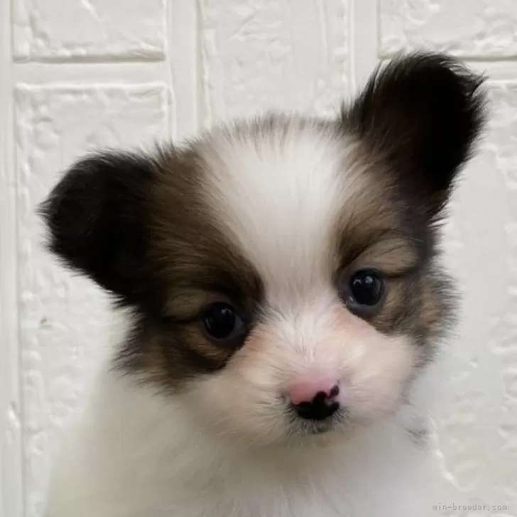 ID:2402-04043の子犬