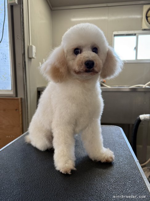 トイプードル(トイ)【・女の子・2020年6月20日・WHITE】