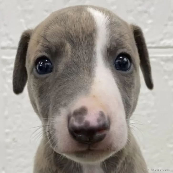 ID：2406-05530の子犬