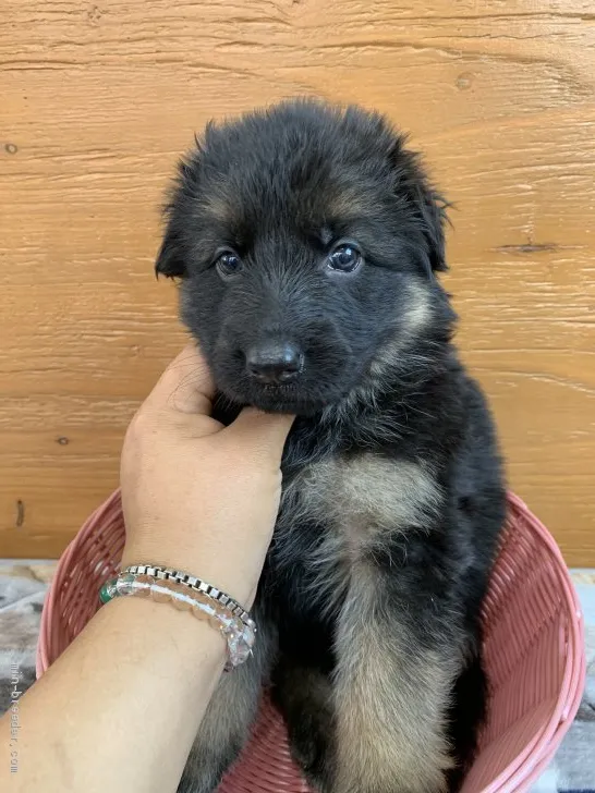 なぞたん 様のお迎えした子犬