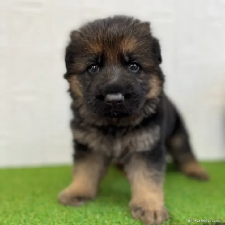 ID：2303-03561の子犬