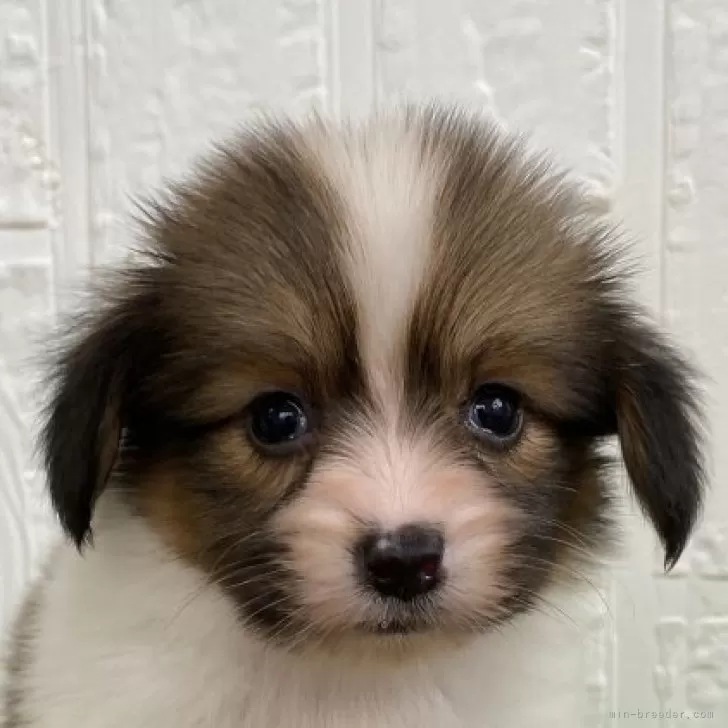 ID:2407-01206の子犬