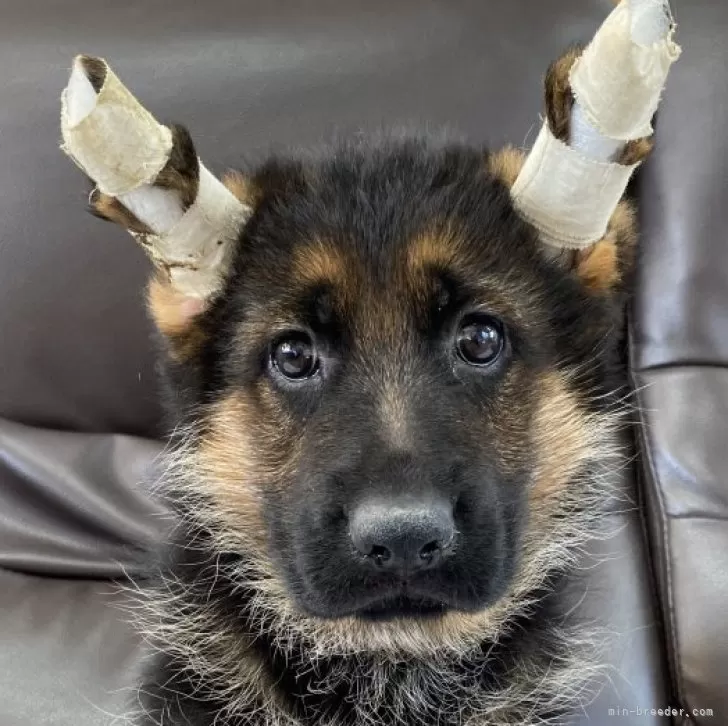 ID：2403-02932の子犬