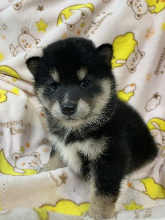 ID:2004-01867の子犬