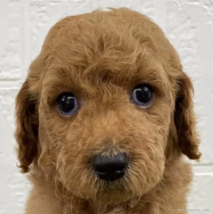 ID：2407-04898の子犬