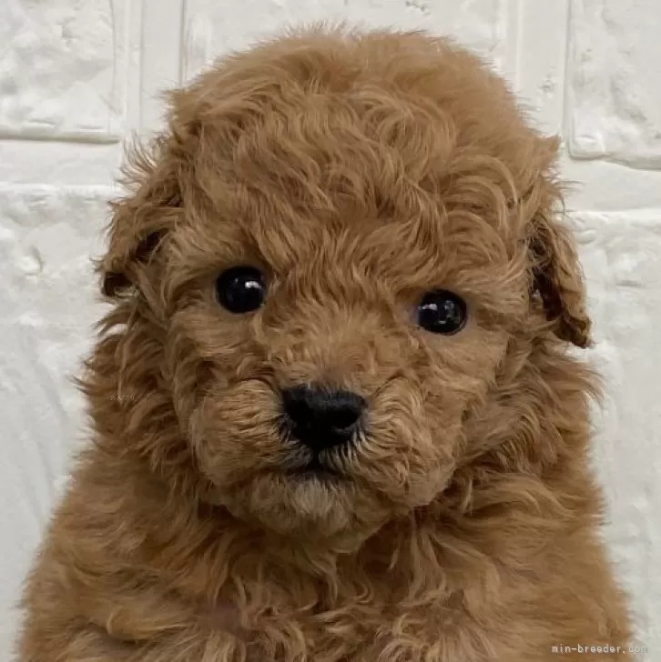 ID：2312-04420の子犬