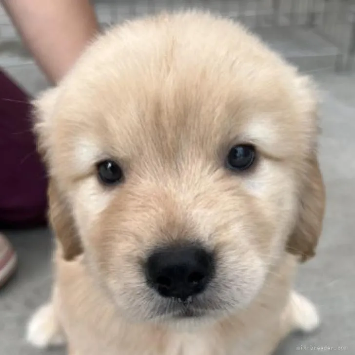 D.M 様のお迎えした子犬