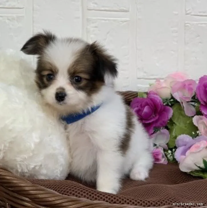 ID:2211-03721の子犬