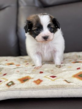 パピヨン【徳島県・男の子・2022年3月1日・ホワイト&ブラウン】の写真「元気いっぱいの可愛い男の子です♡」