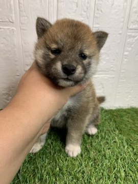 柴犬(標準サイズ)【徳島県・男の子・2020年5月29日・赤】の写真「女の子みたいな顔の可愛い男の子❤」