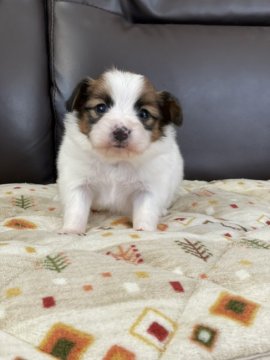 パピヨン【徳島県・男の子・2022年3月1日・ホワイト&ブラウン】の写真「元気いっぱいの可愛い男の子です♡」