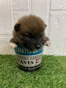 柴犬(標準サイズ)【徳島県・女の子・2020年5月7日・赤】の写真「JKCチャンピオン直子❤」
