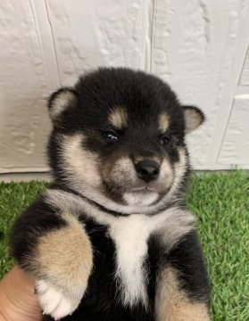 柴犬(標準サイズ)【徳島県・女の子・2020年5月17日・黒】の写真「ハイレベルな女の子❤」