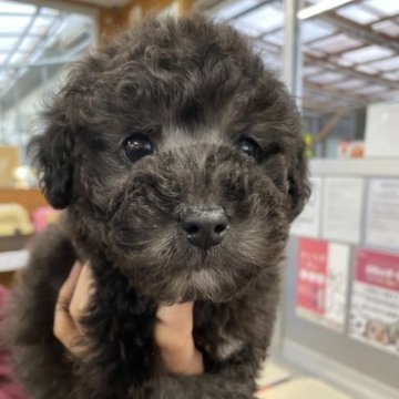 トイプードル(トイ)【徳島県・男の子・2022年12月29日・シルバー】の写真「元気いっぱの男の子✨」