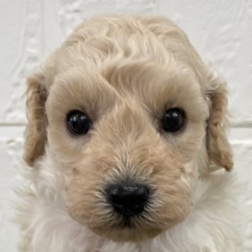 トイプードル(トイ)【徳島県・男の子・2024年7月1日・ホワイト】の写真「可愛いお顔の男の子♡8/29まで」
