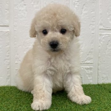 トイプードル(トイ)【徳島県・男の子・2023年5月25日・クリーム】の写真「可愛い男の子♡」