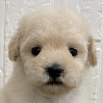 トイプードル(トイ)【徳島県・男の子・2024年5月2日・クリーム】の写真「可愛い男の子♡6/27まで」