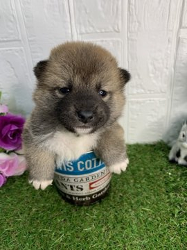 柴犬(標準サイズ)【徳島県・男の子・2020年4月23日・赤】の写真「しっかりした柴犬❤」